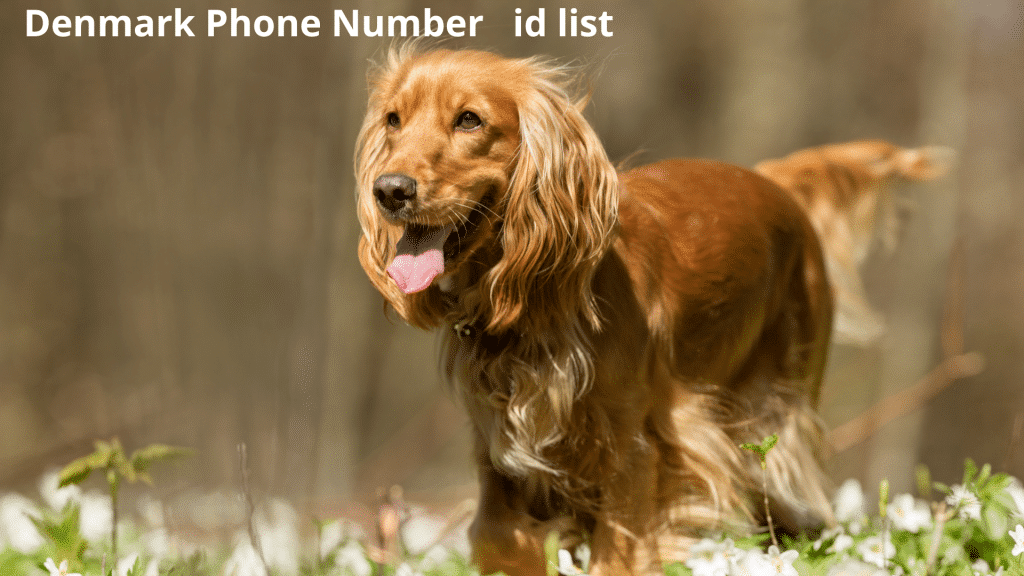 Denmark Phone Number id list