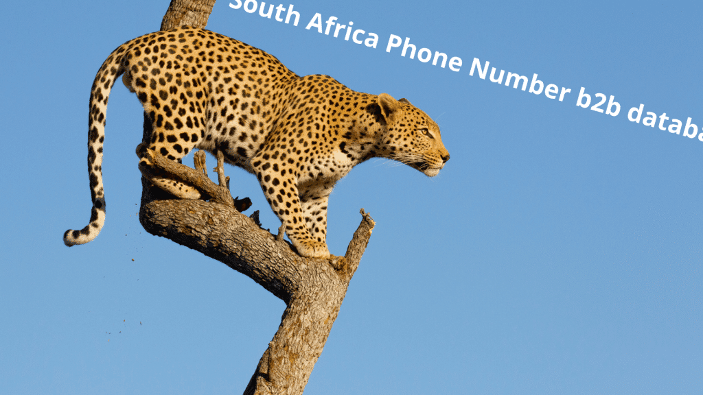 South Africa Phone Number b2b database