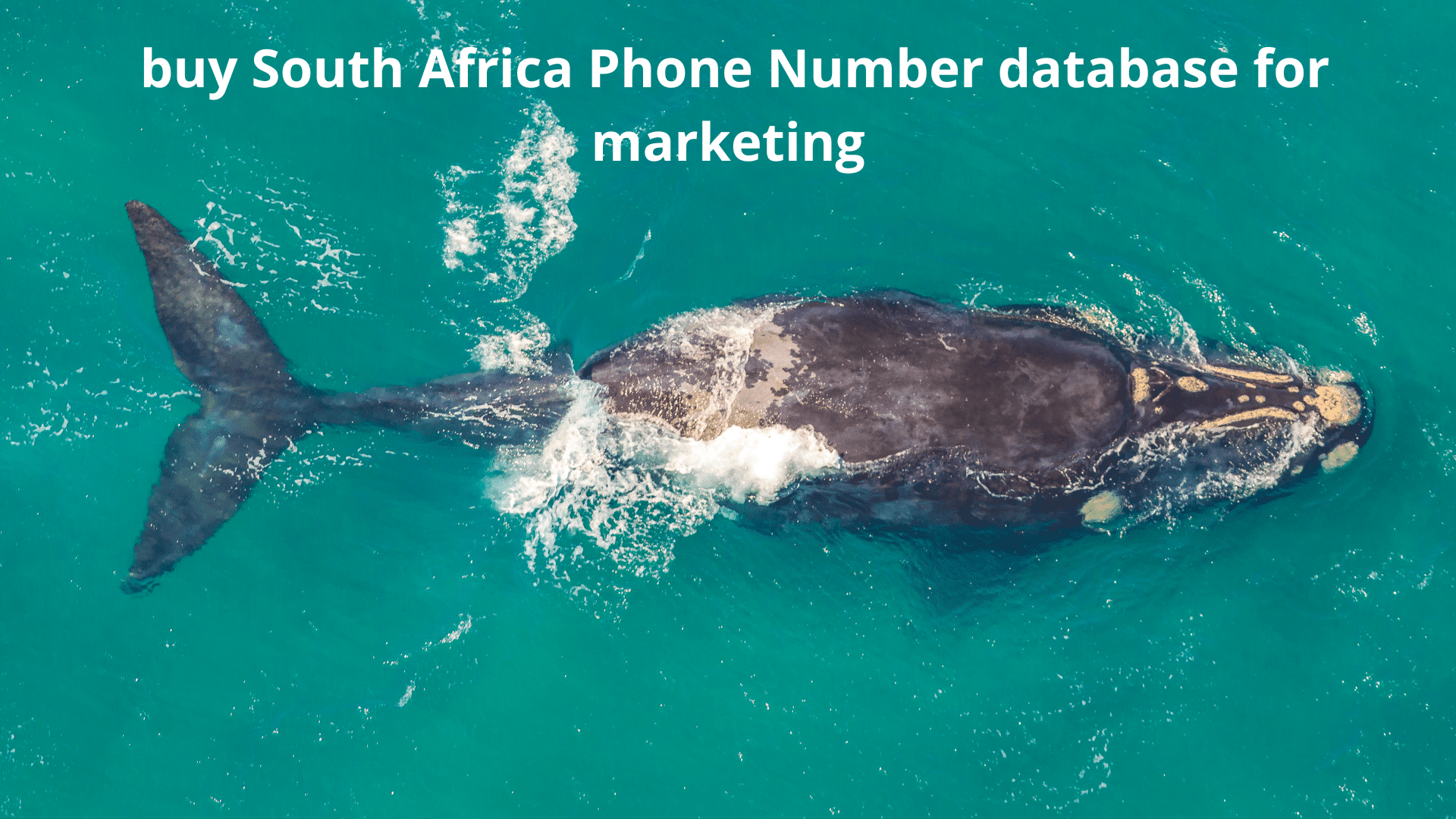 South Africa Phone Number Database Best SA Contacts