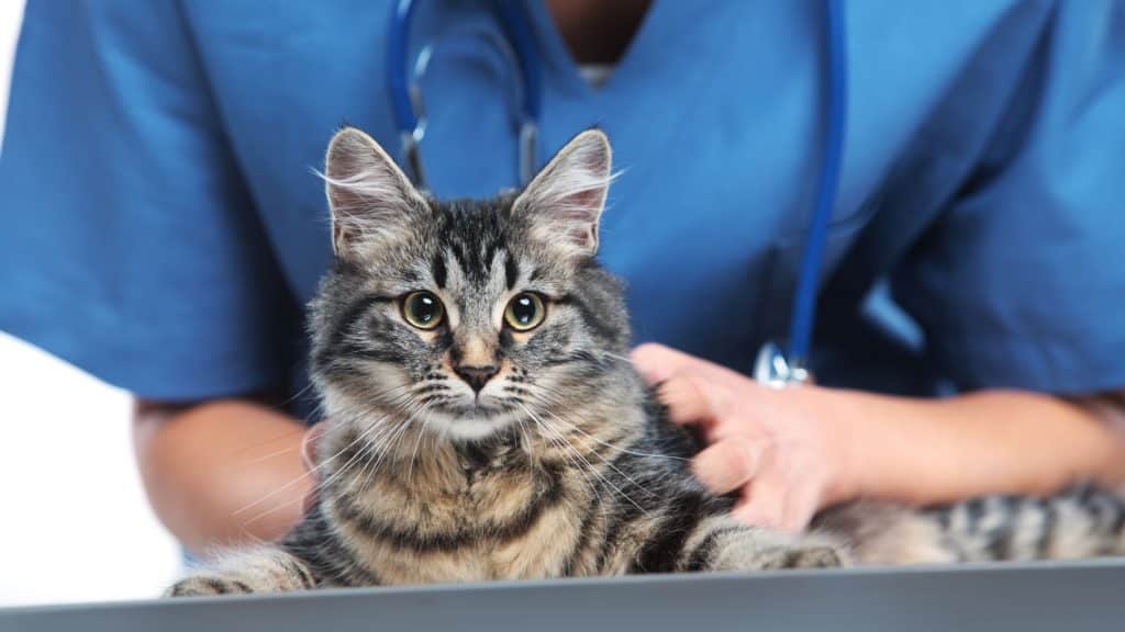 Top Pet Care Industry mailing address leads